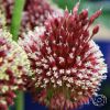 Alium Red Mohican